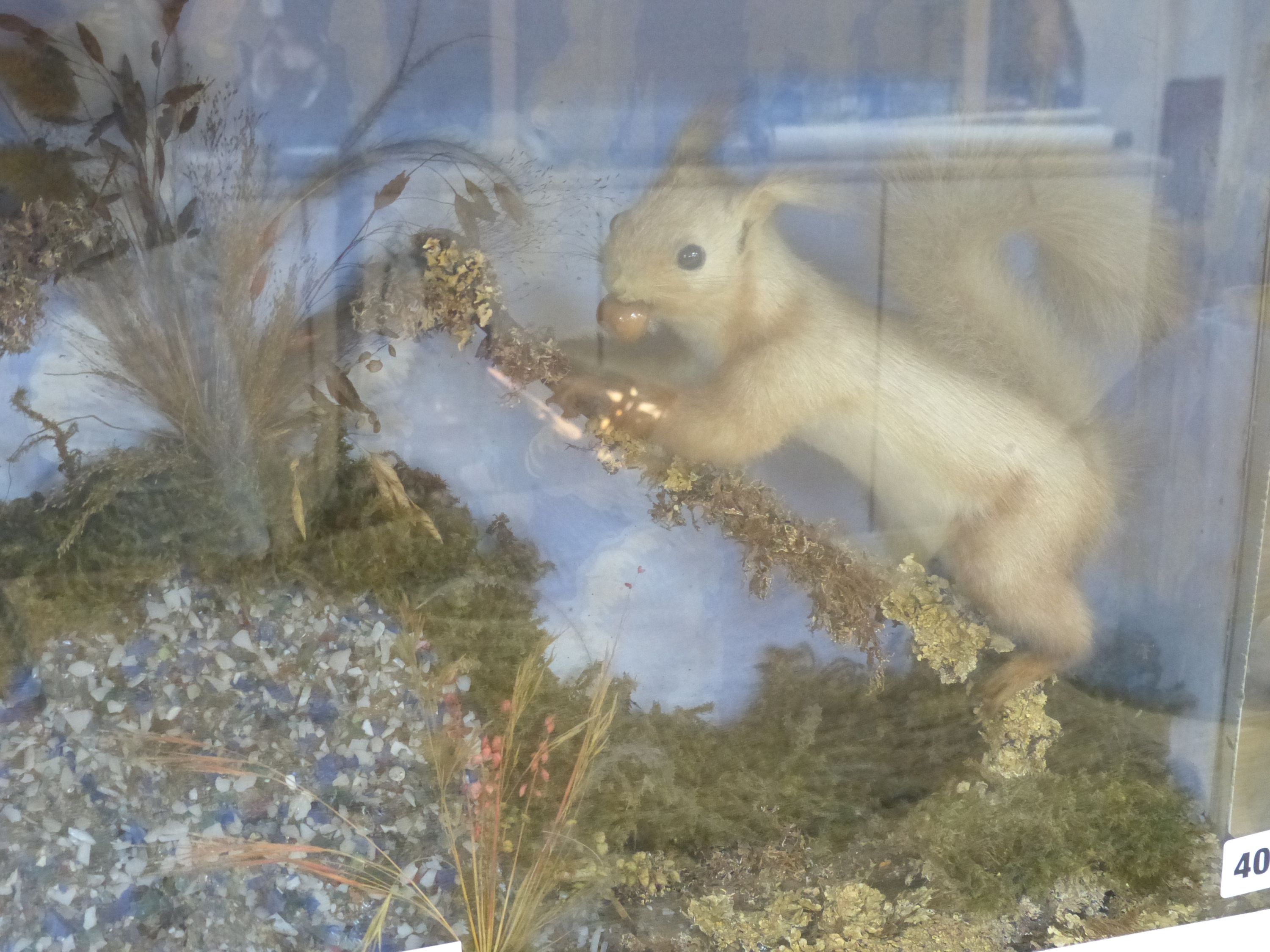 A glazed case of two taxidermic squirrels